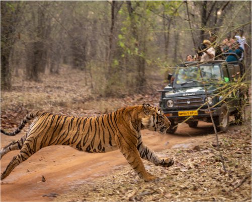 Tiger leaps across a road near safari jeap
