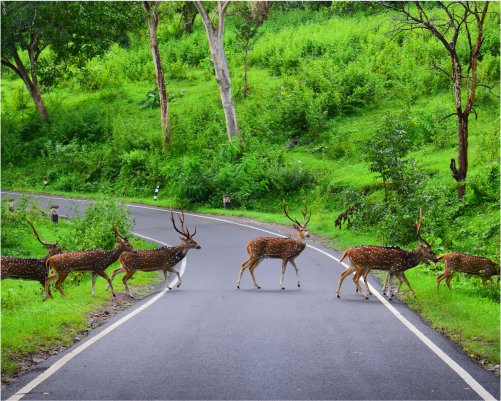 Deer herd crossing a winding road in lush forest